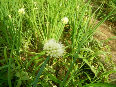 Vegetable plantations in Taal, Pulilan, Bulacan including the Scallion  Sibuyas na mura – green onion, scallion, berdeng sibuyas Spring onions(Philippines)Allium tuberosum (Philippines) Allium tuberos