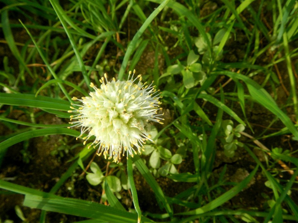 Vegetable plantations in Taal, Pulilan, Bulacan including the Scallion  Sibuyas na mura – green onion, scallion, berdeng sibuyas Spring onions(Philippines)Allium tuberosum (Philippines) Allium tuberos
