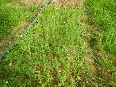 Vegetable plantations in Taal, Pulilan, Bulacan including the Scallion  Sibuyas na mura – green onion, scallion, berdeng sibuyas Spring onions(Philippines)Allium tuberosum (Philippines) Allium tuberos