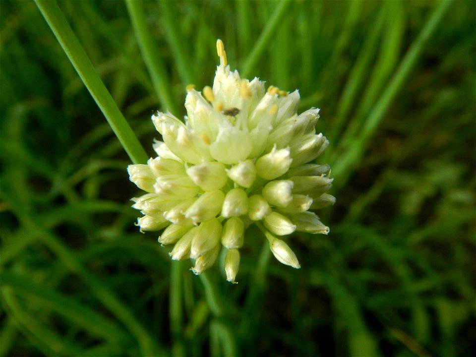 Vegetable plantations in Taal, Pulilan, Bulacan including the Scallion  Sibuyas na mura – green onion, scallion, berdeng sibuyas Spring onions(Philippines)Allium tuberosum (Philippines) Allium tuberos