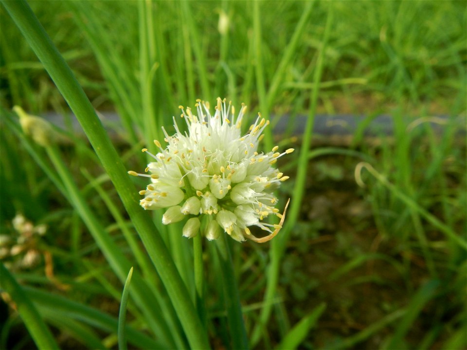 Vegetable plantations in Taal, Pulilan, Bulacan including the Scallion  Sibuyas na mura – green onion, scallion, berdeng sibuyas Spring onions(Philippines)Allium tuberosum (Philippines) Allium tuberos
