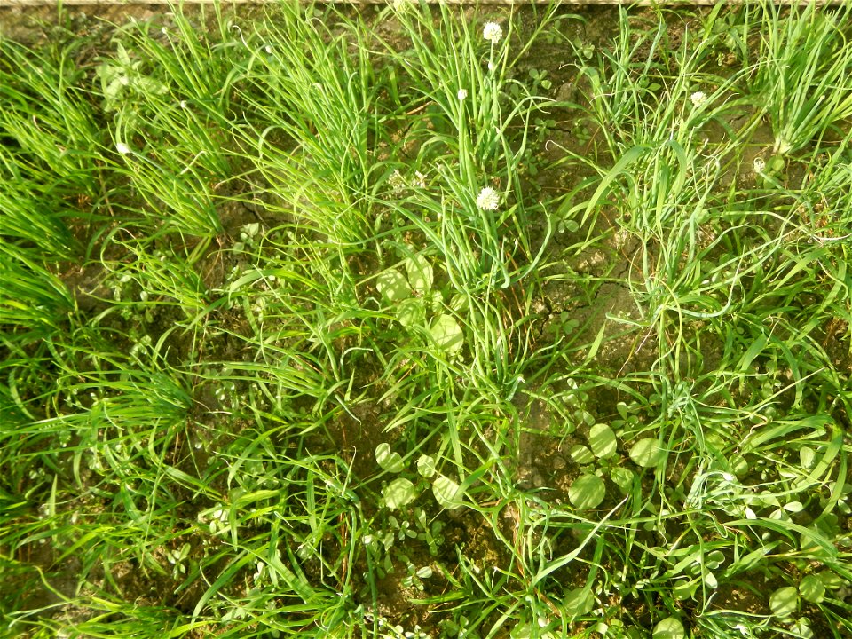 Vegetable plantations in Taal, Pulilan, Bulacan including the Scallion  Sibuyas na mura – green onion, scallion, berdeng sibuyas Spring onions(Philippines)Allium tuberosum (Philippines) Allium tuberos