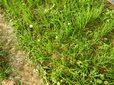 Vegetable plantations in Taal, Pulilan, Bulacan including the Scallion  Sibuyas na mura – green onion, scallion, berdeng sibuyas Spring onions(Philippines)Allium tuberosum (Philippines) Allium tuberos