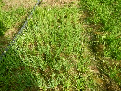 Vegetable plantations in Taal, Pulilan, Bulacan including the Scallion  Sibuyas na mura – green onion, scallion, berdeng sibuyas Spring onions(Philippines)Allium tuberosum (Philippines) Allium tuberos