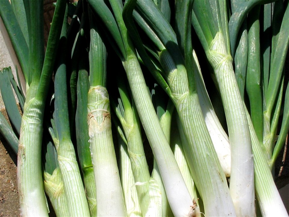 Bundle of spanish chives.