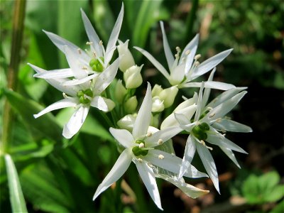 Bärlauch (Allium ursinum) im Hockenheimer Rheinbogen