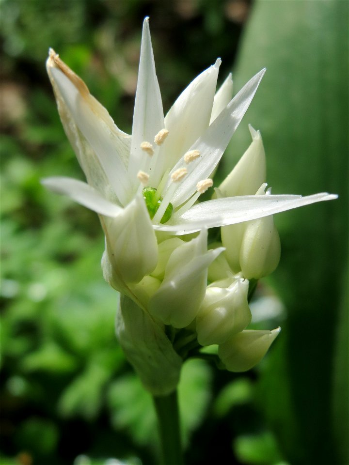 Bärlauch (Allium ursinum) im Hockenheimer Rheinbogen
