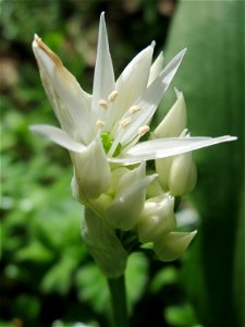 Bärlauch (Allium ursinum) im Hockenheimer Rheinbogen