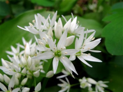 Bärlauch (Allium ursinum) am Alten Friedhof in Alt-Saarbrücken