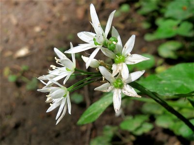 Bärlauch (Allium ursinum) am Alten Friedhof in Alt-Saarbrücken