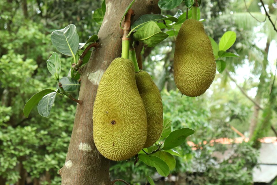 Tropical natural sweet