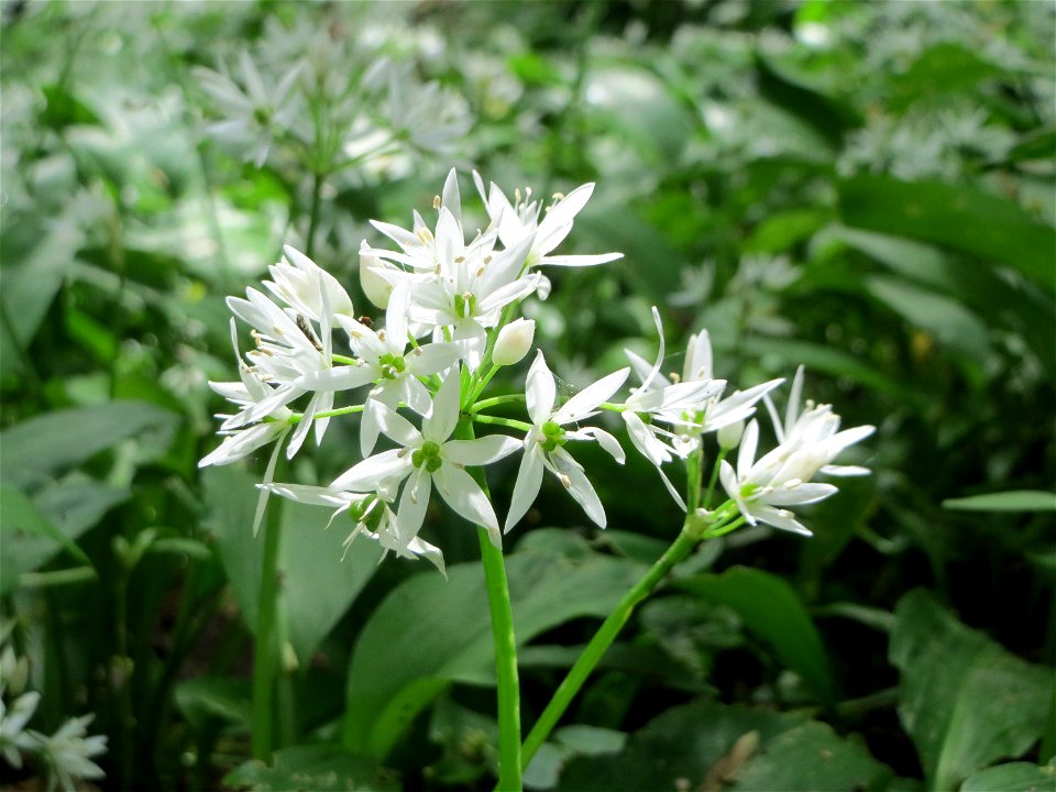 Bärlauch (Allium ursinum) am Alten Friedhof in Alt-Saarbrücken