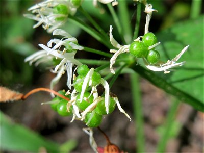 Bärlauch (Allium ursinum) im Naturschutzgebiet Wagbachniederung