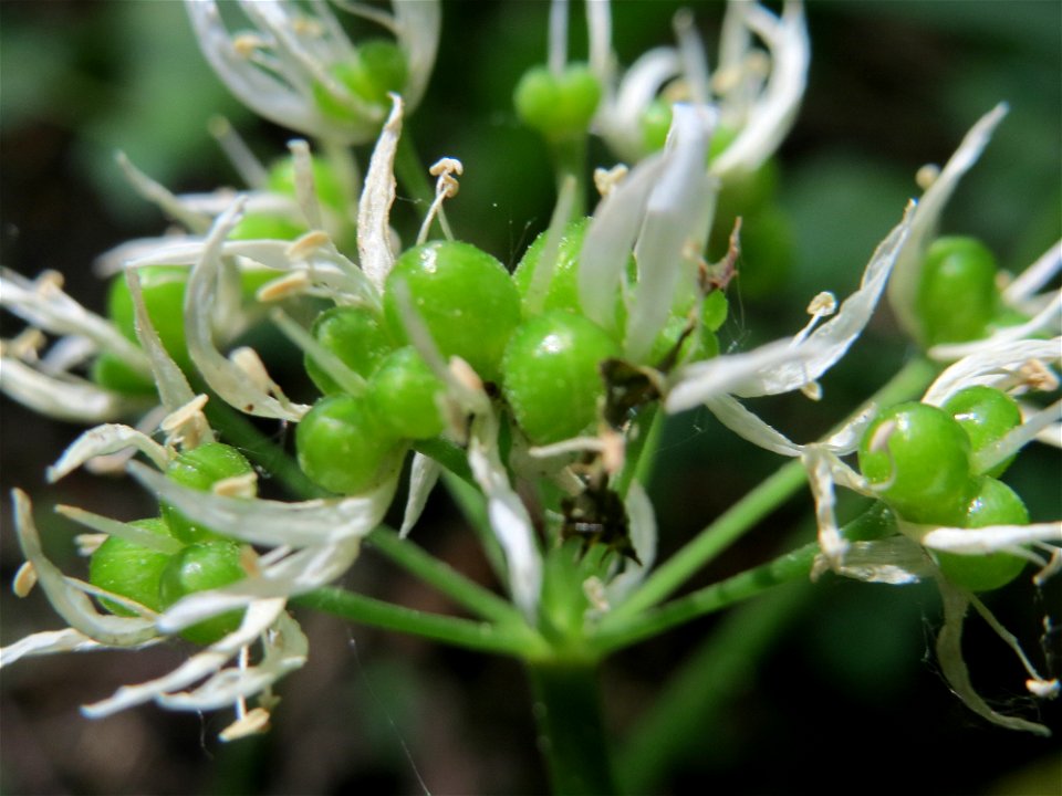 Bärlauch (Allium ursinum) im Naturschutzgebiet Wagbachniederung