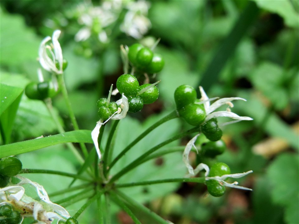 Bärlauch (Allium ursinum) im Landschaftsschutzgebiet Schwetzinger Schloßgarten und Umgebung