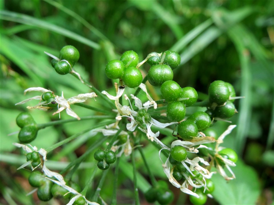 Bärlauch (Allium ursinum) im Landschaftsschutzgebiet Schwetzinger Schloßgarten und Umgebung