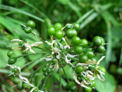 Bärlauch (Allium ursinum) im Landschaftsschutzgebiet Schwetzinger Schloßgarten und Umgebung