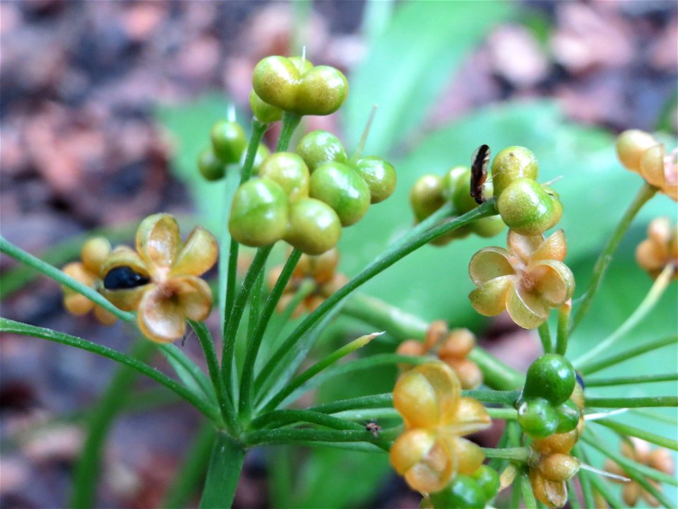 Bärlauch (Allium ursinum) im Meerwald bei Bübingen