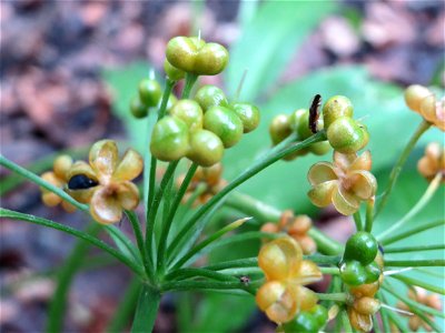 Bärlauch (Allium ursinum) im Meerwald bei Bübingen