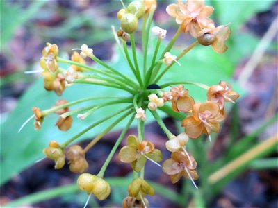 Bärlauch (Allium ursinum) im Meerwald bei Bübingen