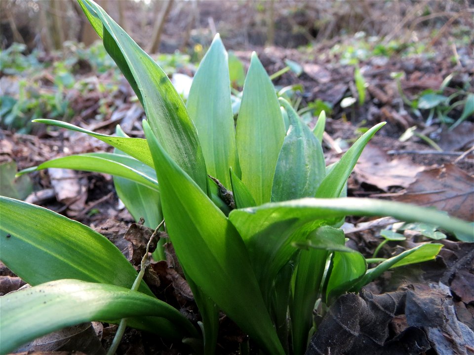 Bärlauch (Allium ursinum) im Hockenheimer Rheinbogen