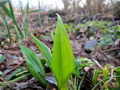 Bärlauch (Allium ursinum) im Hockenheimer Rheinbogen