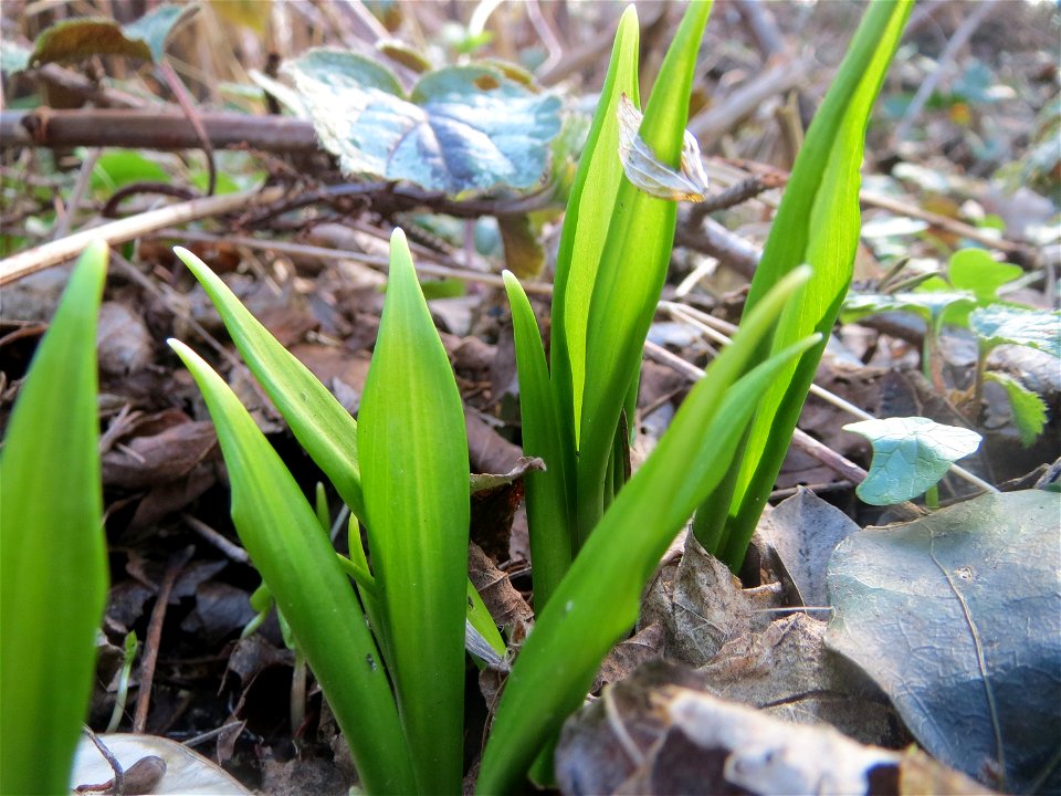 Bärlauch (Allium ursinum) im Hockenheimer Rheinbogen