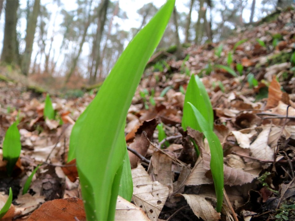 Bärlauch (Allium ursinum) im Schwetzinger Hardt
