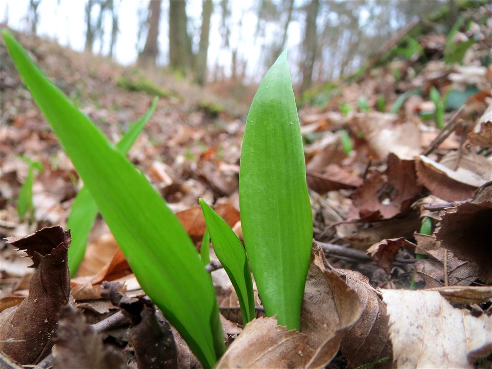 Bärlauch (Allium ursinum) im Schwetzinger Hardt