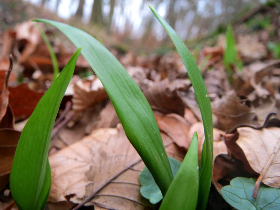 Bärlauch (Allium ursinum) im Schwetzinger Hardt