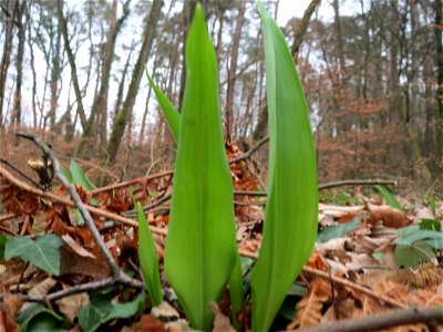 Bärlauch (Allium ursinum) im Schwetzinger Hardt