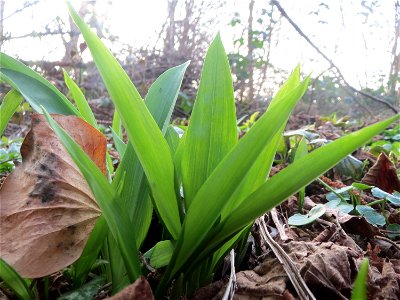 Bärlauch (Allium ursinum) im Hockenheimer Rheinbogen