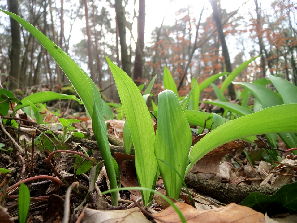 Bärlauch (Allium ursinum) im Schwetzinger Hardt