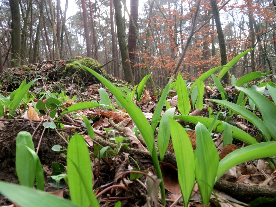 Bärlauch (Allium ursinum) im Schwetzinger Hardt