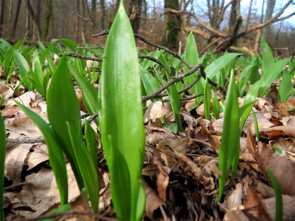 Bärlauch (Allium ursinum) im Schwetzinger Hardt