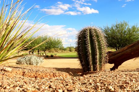 Arizona desert nature