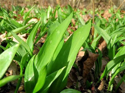 Bärlauch (Allium ursinum) im Schwetzinger Hardt