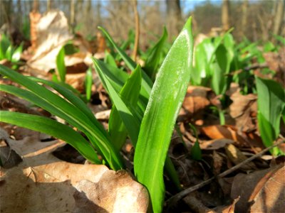 Bärlauch (Allium ursinum) im Schwetzinger Hardt