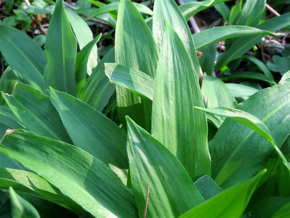 Bärlauch (Allium ursinum) im Hockenheimer Rheinbogen