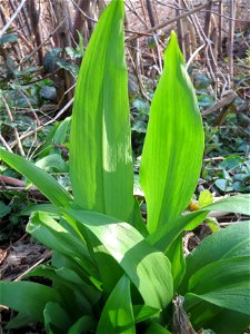 Bärlauch (Allium ursinum) im Hockenheimer Rheinbogen