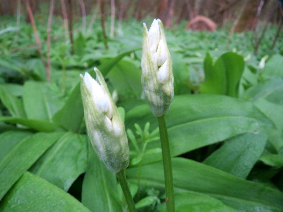 Bärlauch (Allium ursinum) im Brettwald (Malscher Aue)