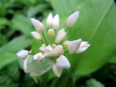 Bärlauch (Allium ursinum) im Brettwald (Malscher Aue)