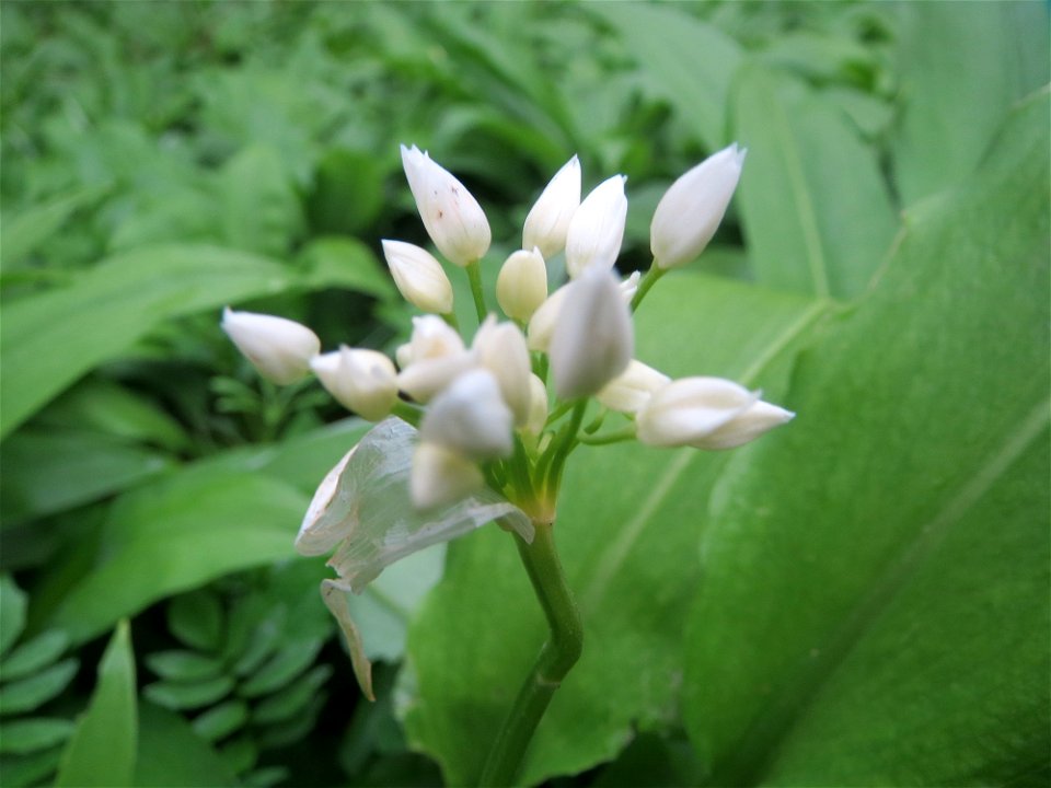 Bärlauch (Allium ursinum) im Brettwald (Malscher Aue)