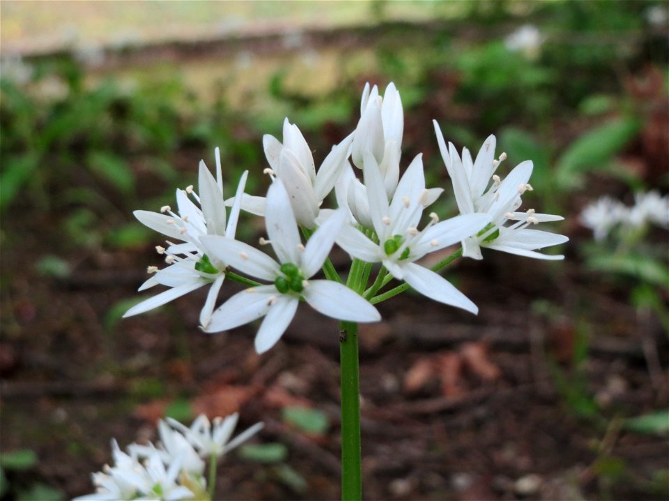 Bärlauch (Allium ursinum) im Schlossgarten Schwetzingen