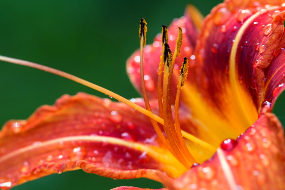 Flower nature flora