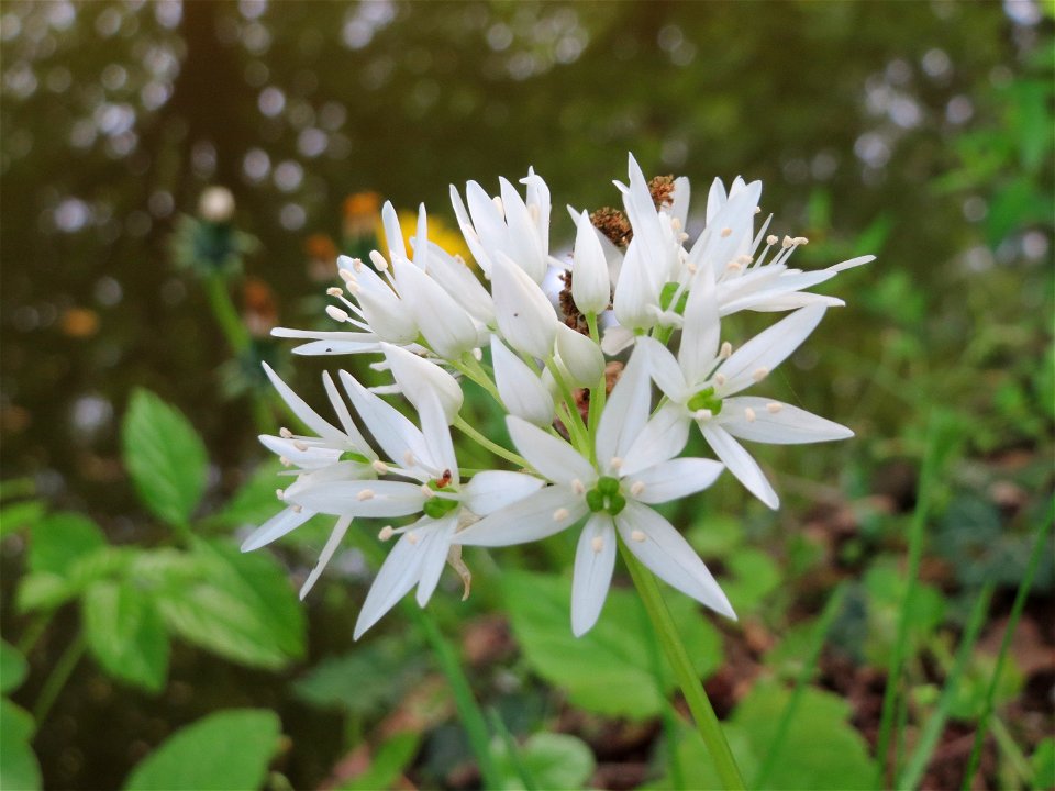 Bärlauch (Allium ursinum) im Schlossgarten Schwetzingen