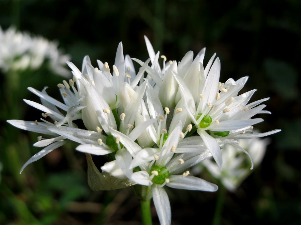 Bärlauch (Allium ursinum) im Schlossgarten Schwetzingen