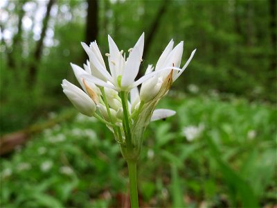 Bärlauch (Allium ursinum) im Unteren Saubusch (Bannwaldbereich) im Schwetzinger Hardt
