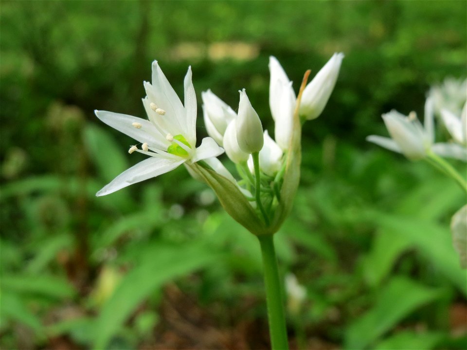 Bärlauch (Allium ursinum) im Unteren Saubusch (Bannwaldbereich) im Schwetzinger Hardt