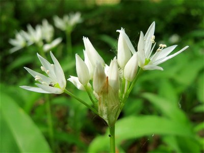 Bärlauch (Allium ursinum) im Unteren Saubusch (Bannwaldbereich) im Schwetzinger Hardt